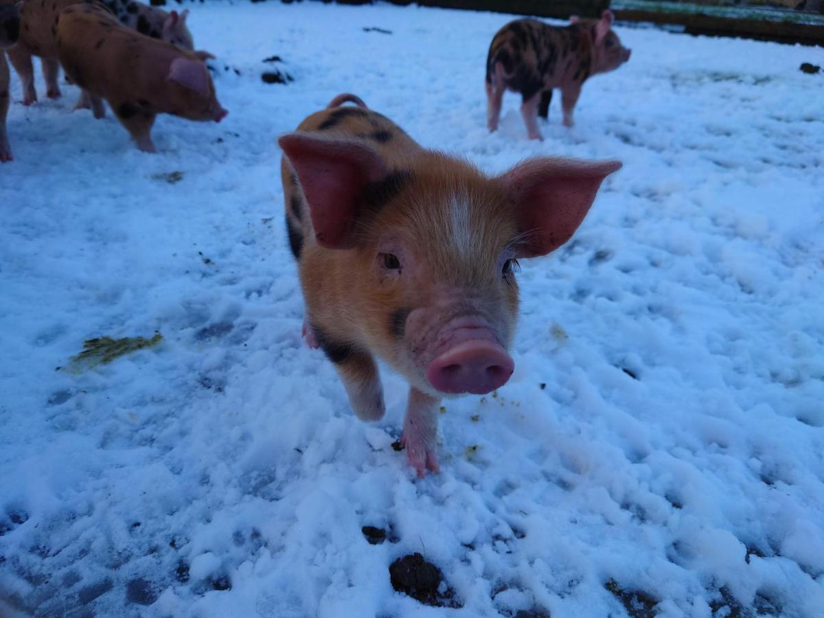 Bed and Breakfast The Byre North End Farm Ashton Keynes Exteriér fotografie