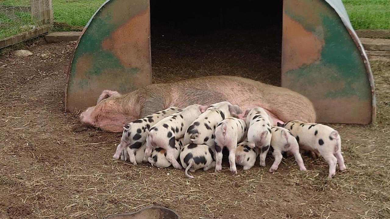 Bed and Breakfast The Byre North End Farm Ashton Keynes Exteriér fotografie