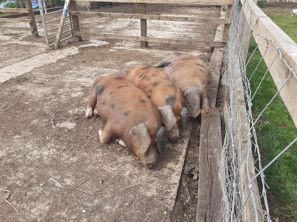 Bed and Breakfast The Byre North End Farm Ashton Keynes Exteriér fotografie